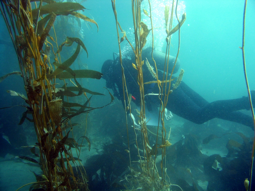 A research diver surveys the kelp forest.